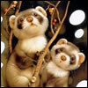 Ferret